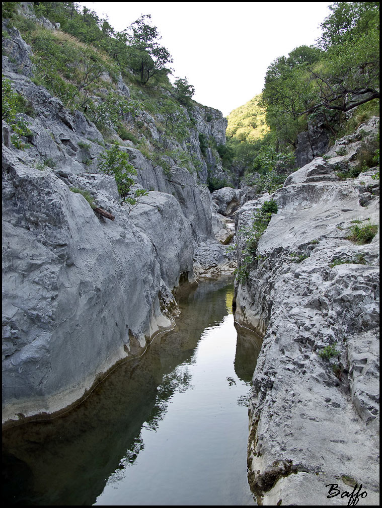 Gambero di fiume.